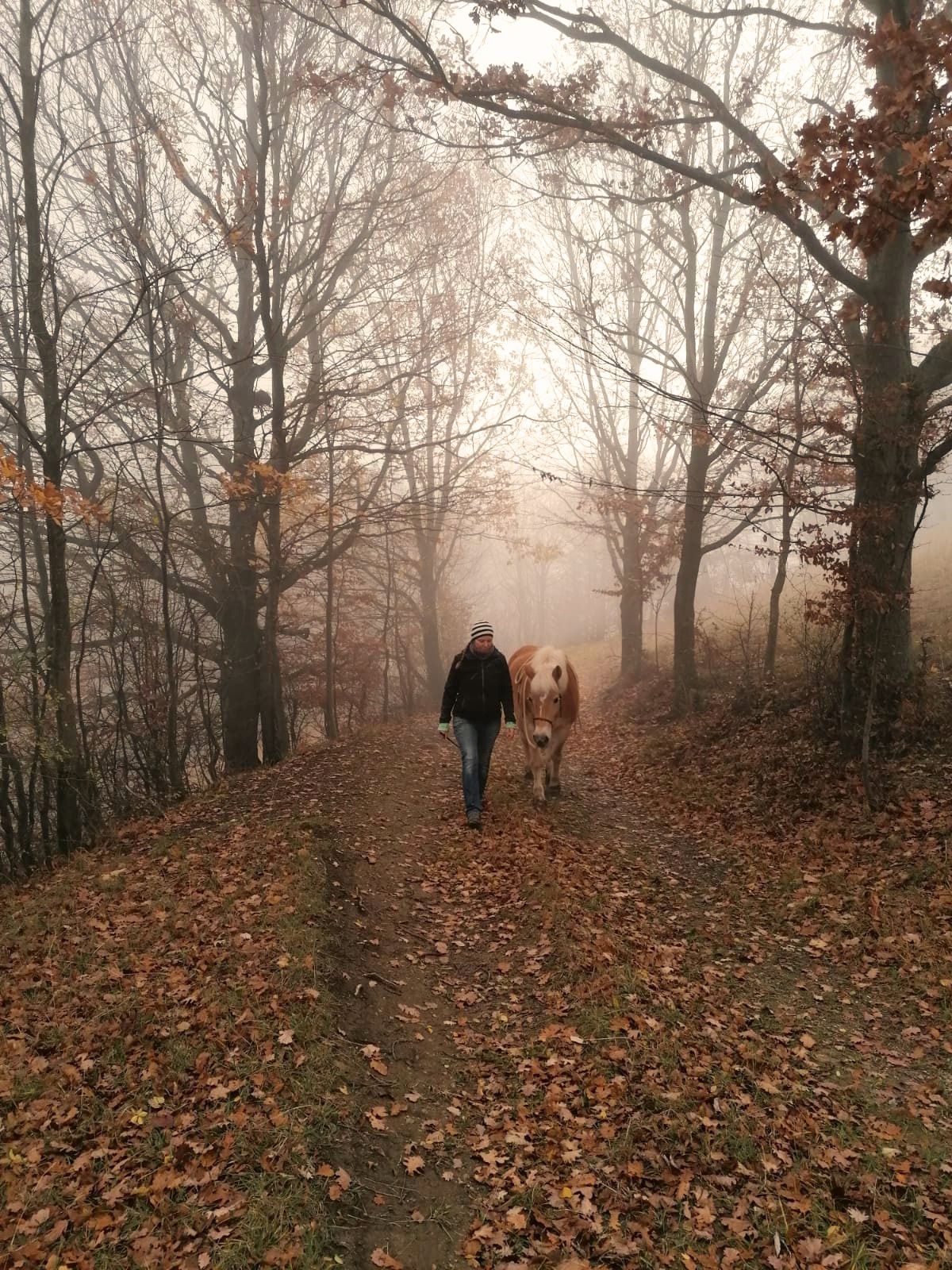 Julia spaziert mit ihrer Haflingerstute Esprit frei ohne Seil durch einen herbstlichen Nebelwald