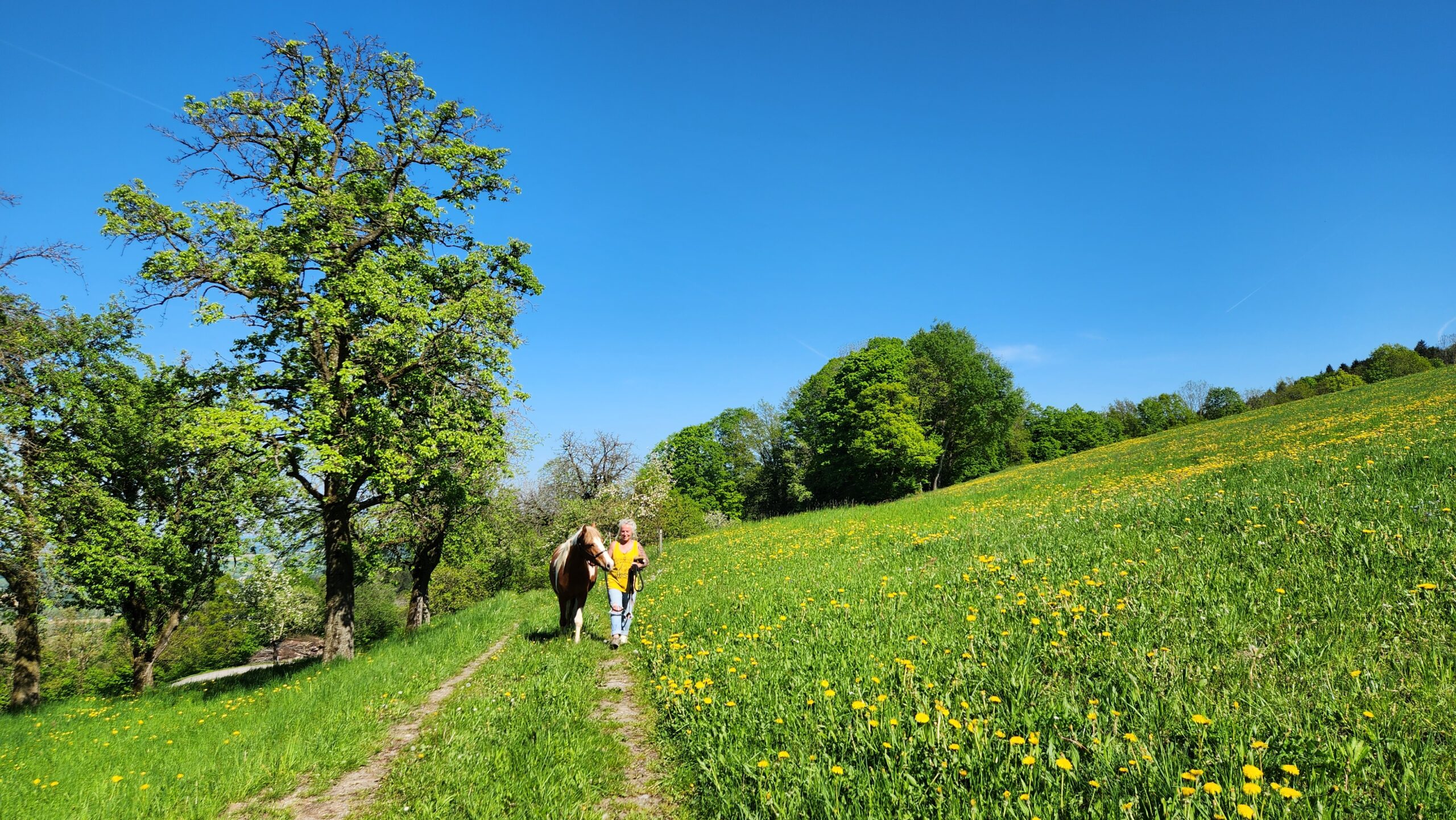 Kundin führt ihr Pony über einen blühenden Feldweg mit Löwenzahn am Erlebnishof Hochsöllaberg