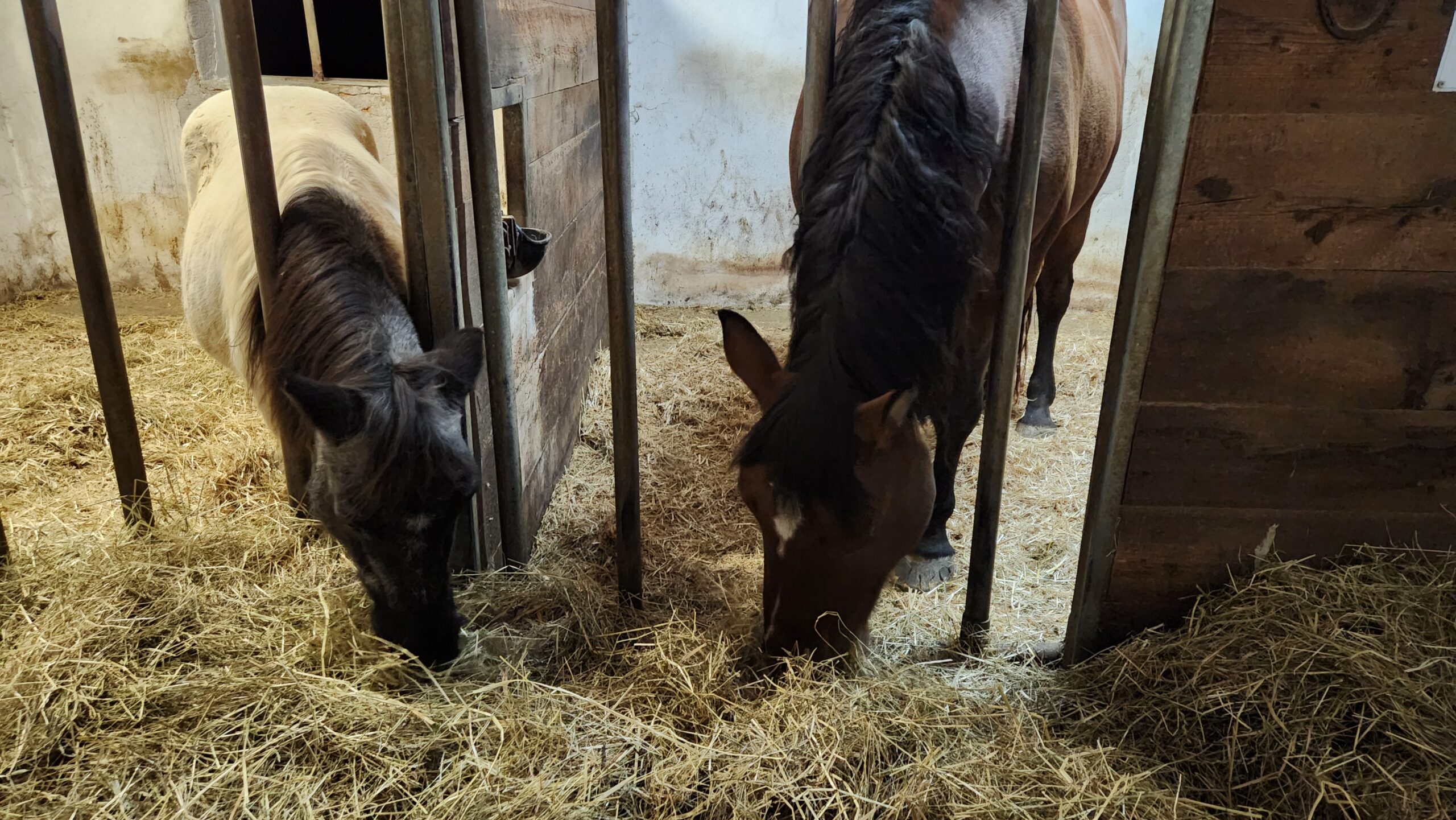 Pony und Noriker fressen Heu in den Gastboxen am Erlebnishof Hochsöllaberg