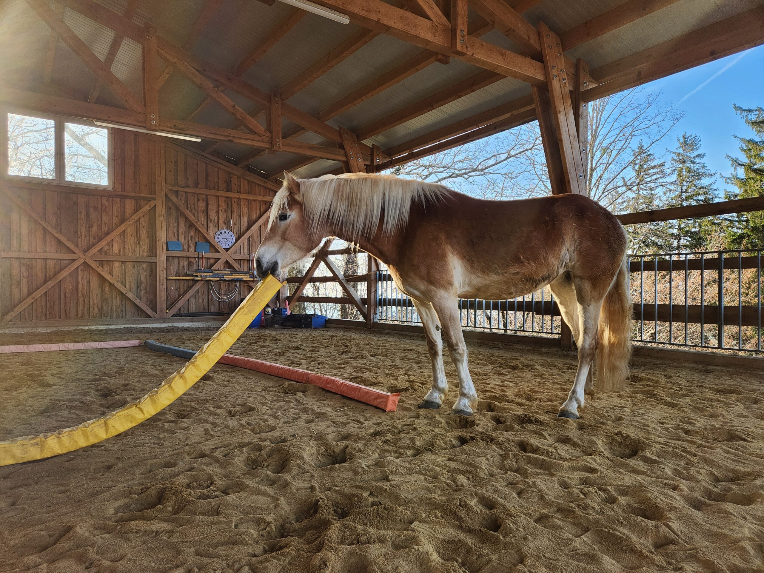 Haflinger beim Training mit Bodenarbeitsmaterial in der hellen Holz-Reithalle am Erlebnishof Hochsöllaberg