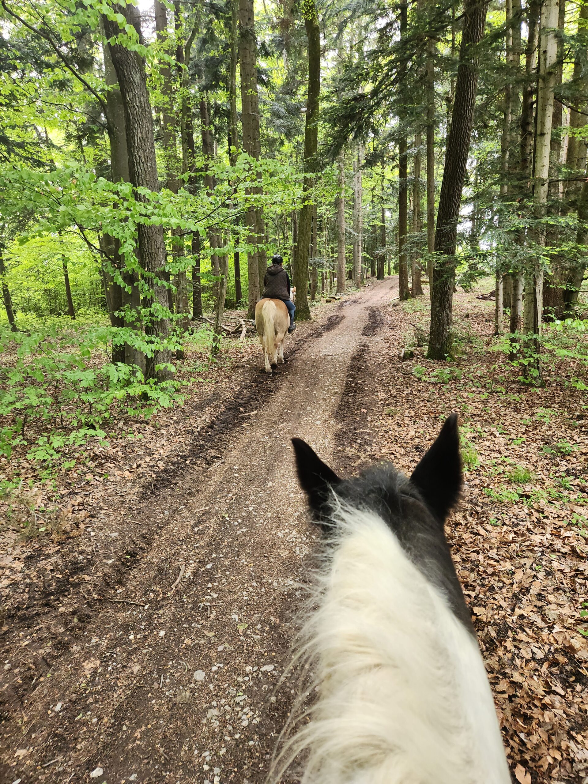 Blick zwischen den Ohren eines Pferdes auf einen Waldweg beim Ausritt im Gelände rund um den Erlebnishof Hochsöllaberg