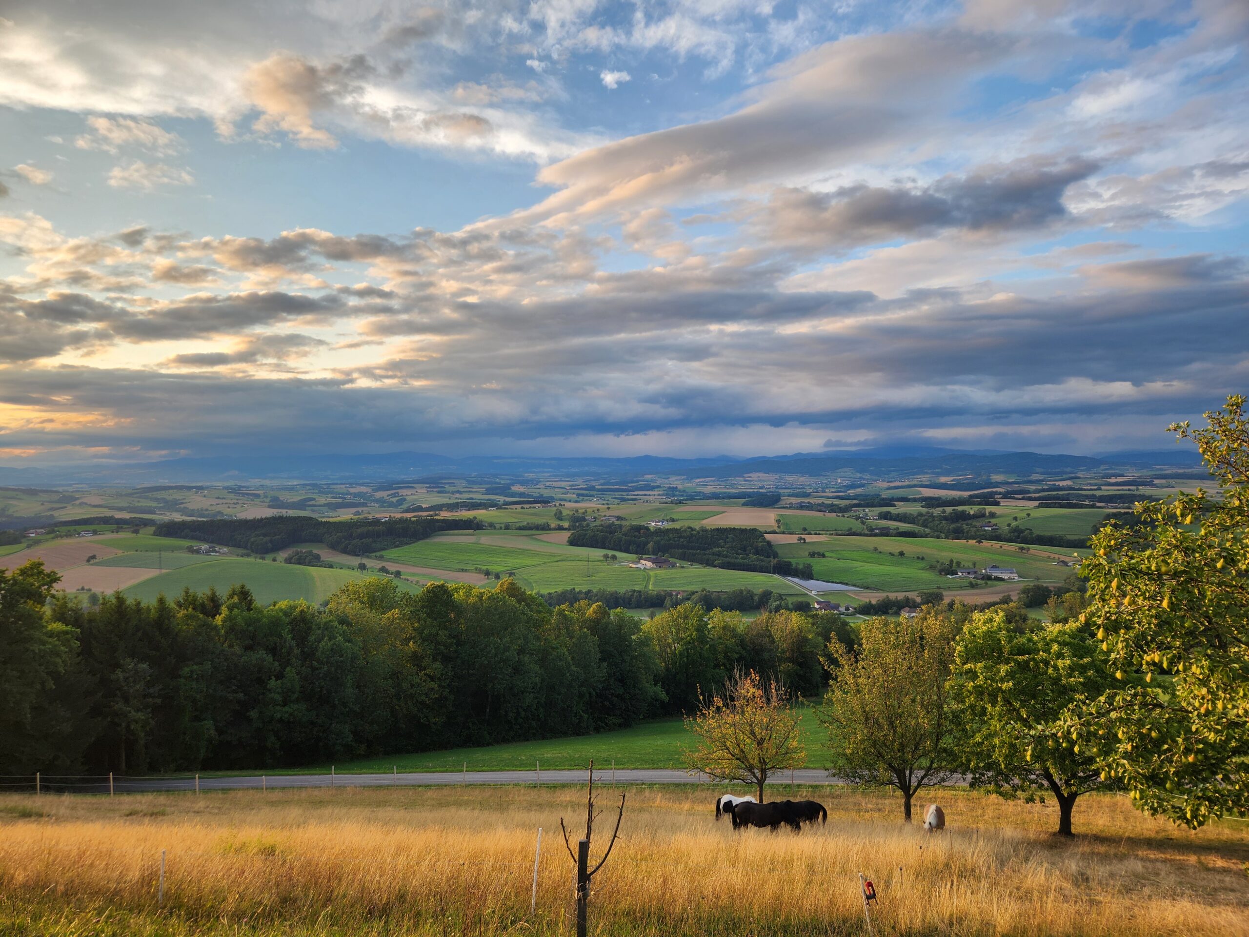 Pferdeherde auf einer Hangweide mit weitem Blick über die hügelige Landschaft am Erlebnishof Hochsöllaberg