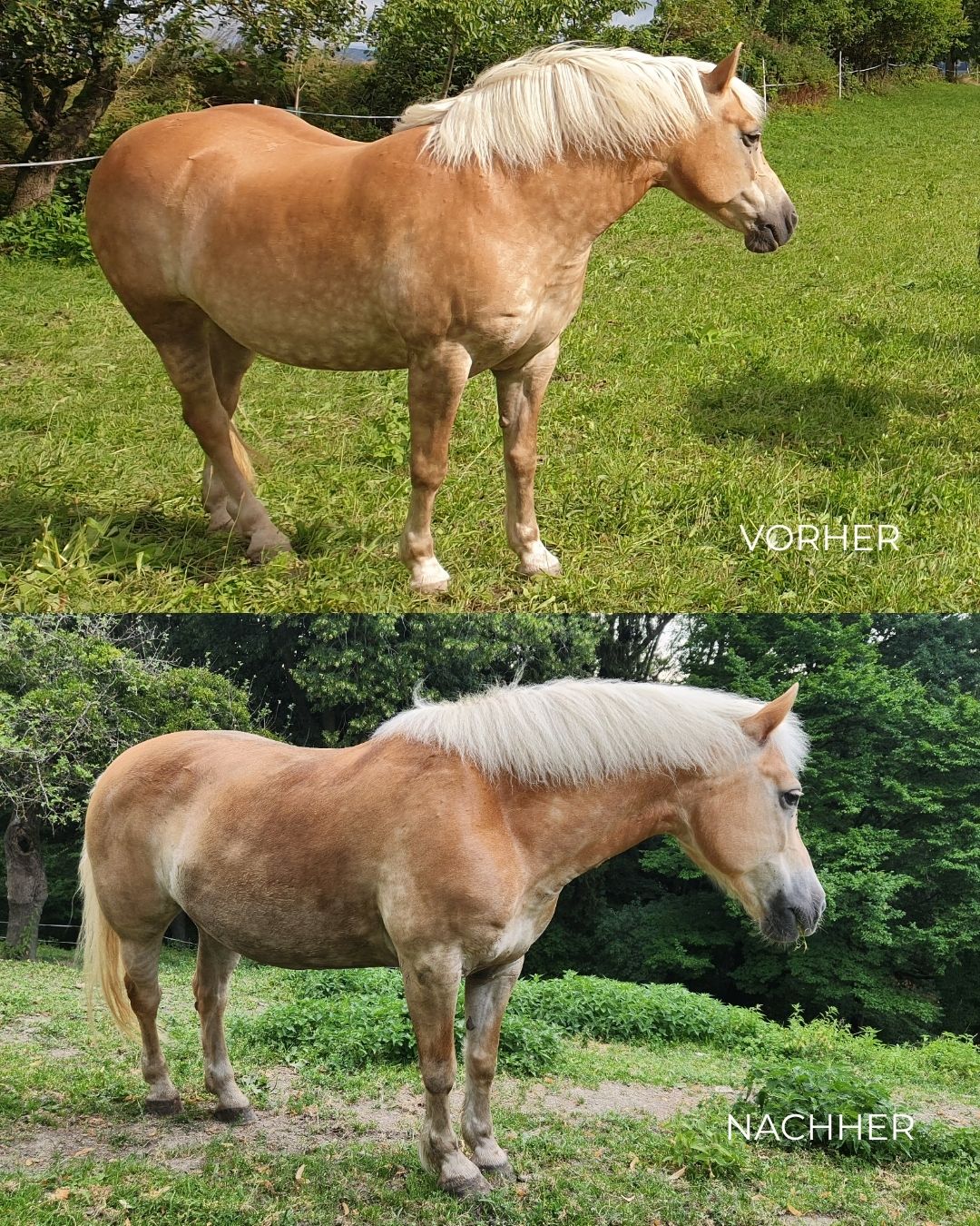 Haflinger im Vorher-Nachher-Vergleich auf der Weide – im Nachher-Bild straffere Bauchlinie und definierte Silhouette nach gesunder Gewichtsreduktion