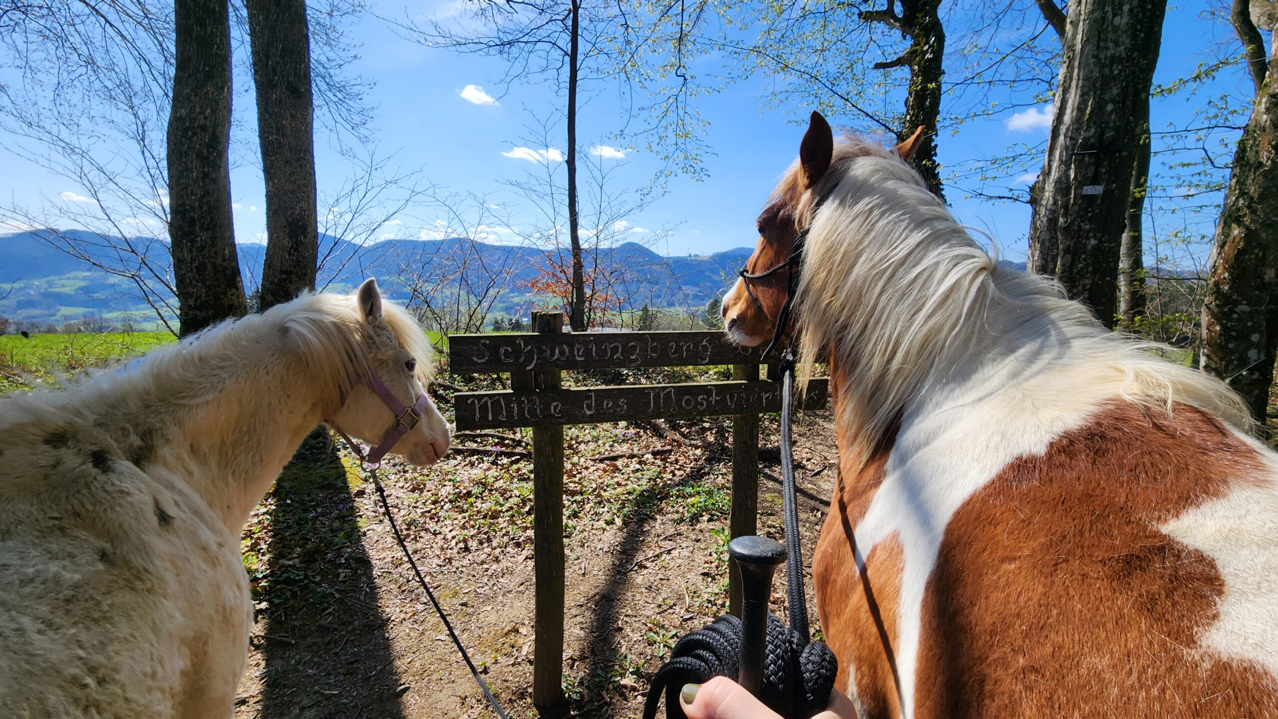 Jasmin Rogatsch führt zwei Pferde bei einem Geländespaziergang am Aussichtspunkt im Mostviertel – gesunderhaltendes Training ohne Reiten