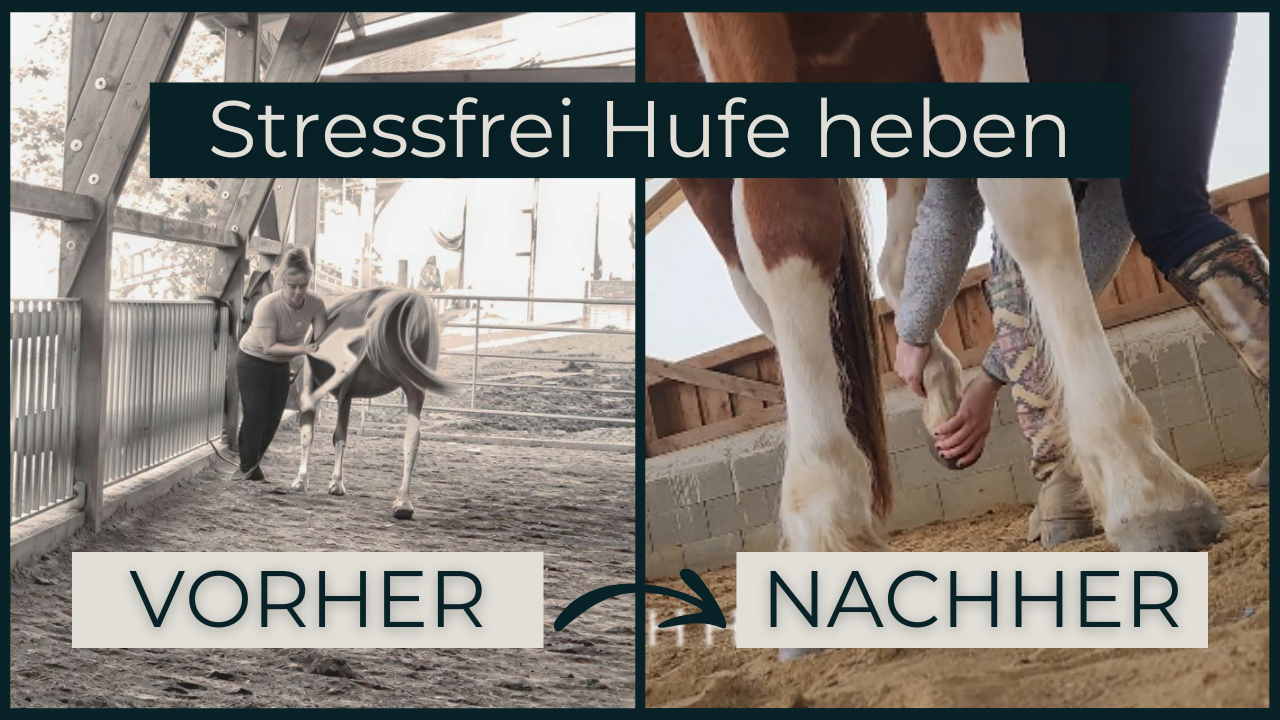 Video: Pferd lernt entspannt die Hufe zu heben – Training mit Jasmin Rogatsch