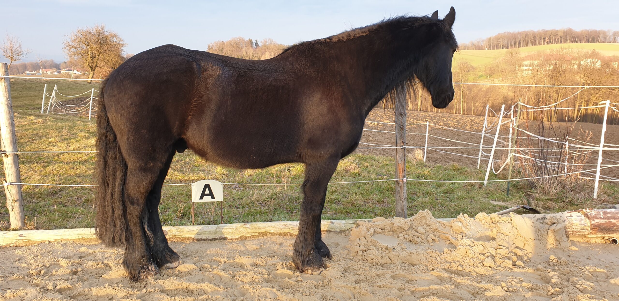 Schwarzes Pferd im Profil am Reitplatz – sichtbare Körperlinie als Beispiel für Trageerschöpfung