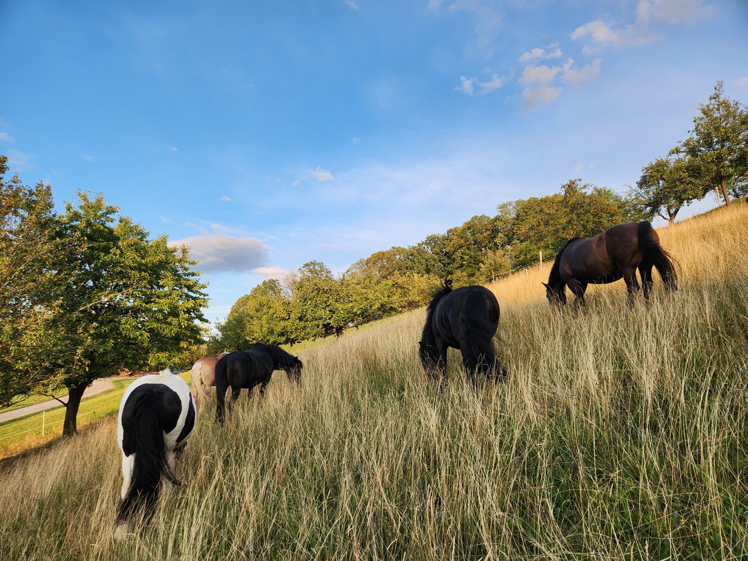 Pferdeherde grast gemeinsam in Bewegung auf einer naturnahen Hangweide mit hohem Gras – bedürfnisorientierte Pferdehaltung