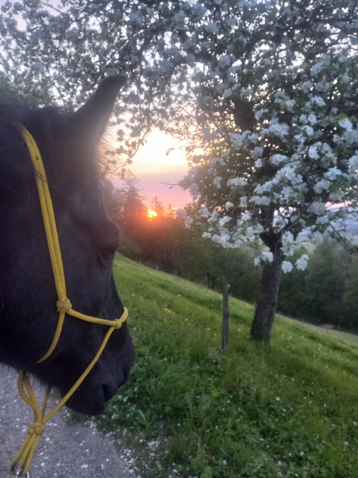 Merlins Kopf im Profil vor einem blühenden Baum, im Hintergrund geht die Sonne über den Hügeln des Mostviertels unter