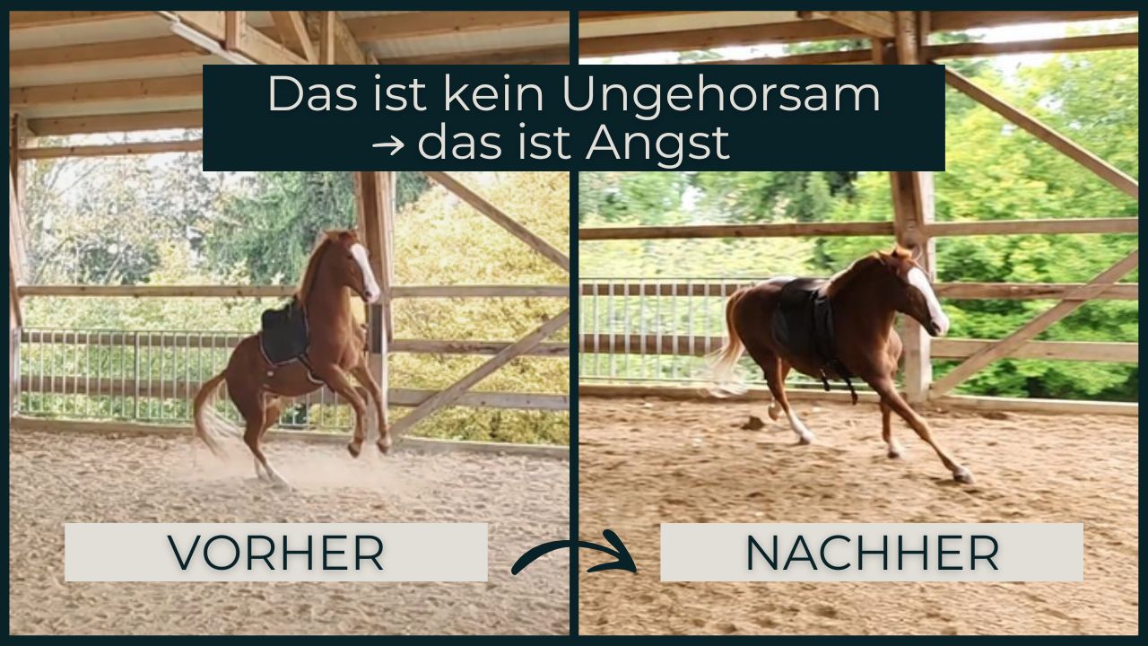 Video: Pferd zeigt Angst statt Ungehorsam – Vorher/Nachher-Training mit Jasmin Rogatsch